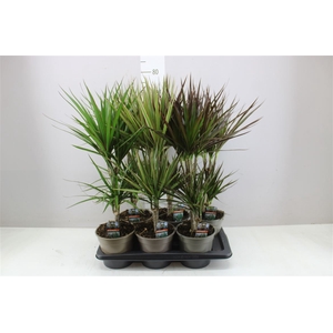 Dracaena Gemengd 30-10