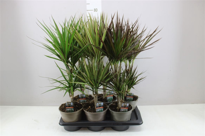 <h4>Dracaena Gemengd 30-10</h4>