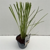 Cortaderia selloana