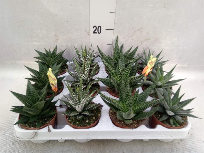 <h4>Haworthia   ...mix</h4>