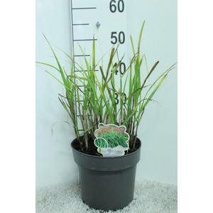 Miscanthus sin. 'Malepartus'