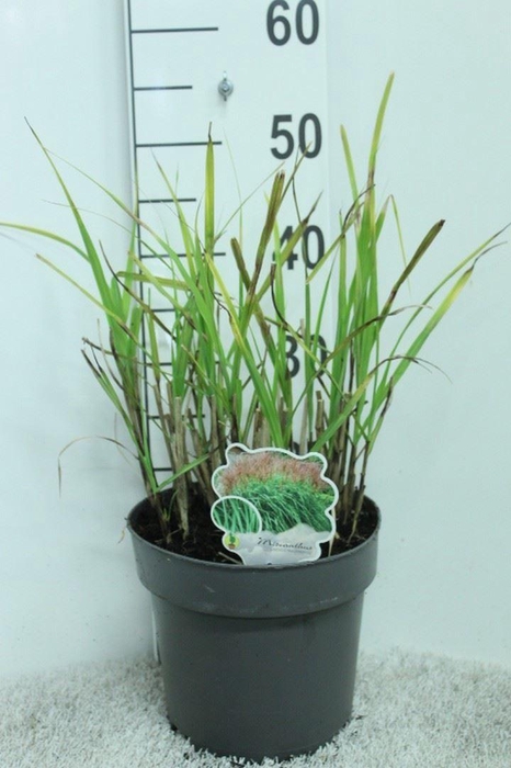 <h4>Miscanthus sin. 'Malepartus'</h4>