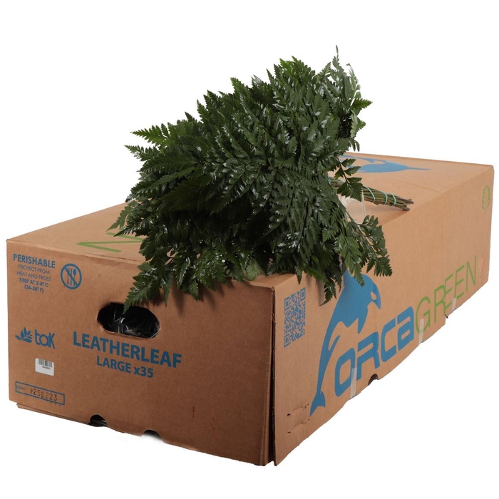 <h4>Lederv. Large Orca</h4>