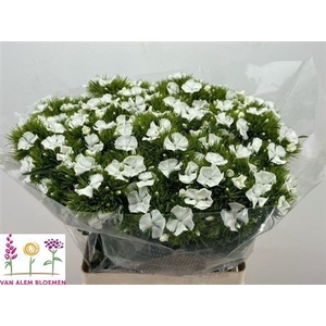 Di Barb S Will White N L