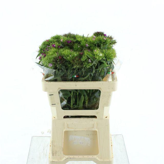 <h4>DI BARB GEM</h4>