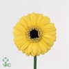 Brassica red crane