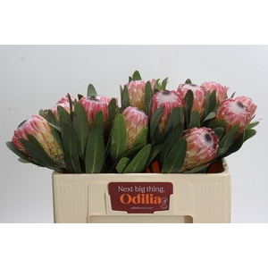 Protea Susara