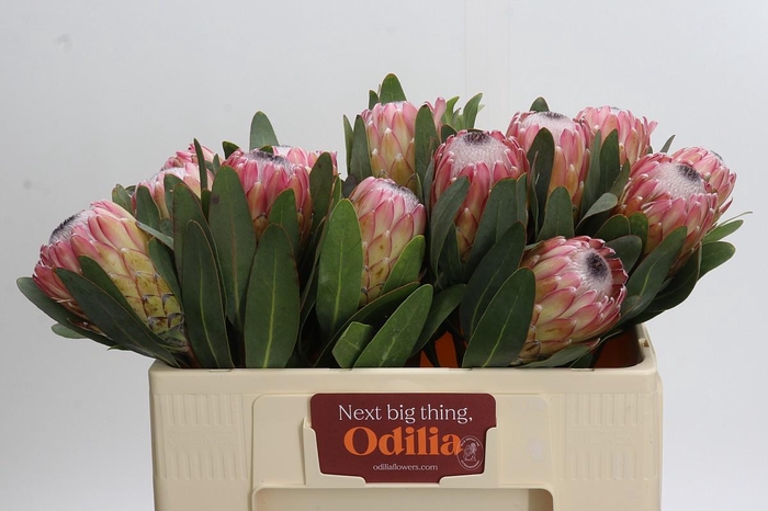 <h4>Protea Susara</h4>