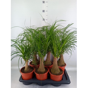 Beaucarnea recurvata