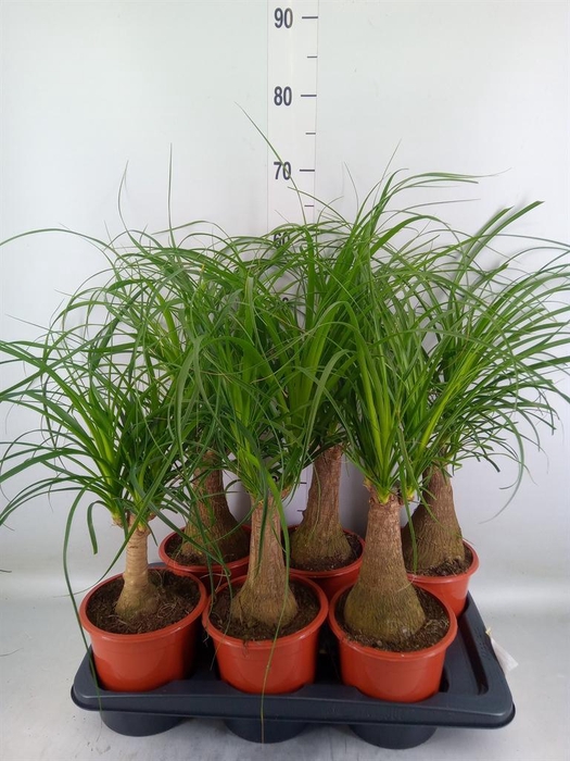 <h4>Beaucarnea recurvata</h4>