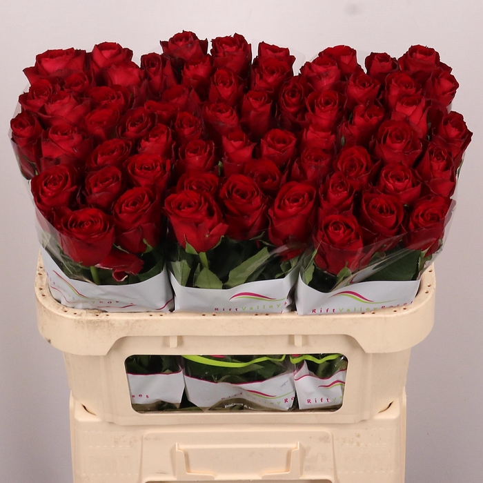 <h4>R GR MADAM RED</h4>