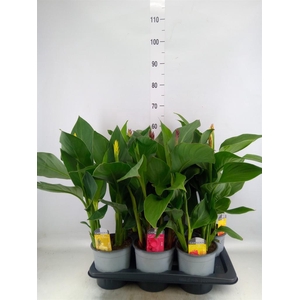 Canna  'Cannova'   ...mix