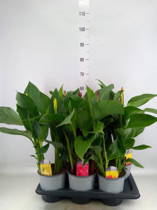Canna  'Cannova'   ...mix