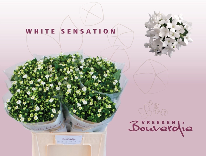 <h4>BOUVARDIA EN 'WHITE SENSATION'</h4>