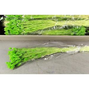 Df Phalaris Bs L.green 100g