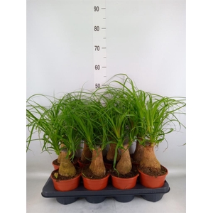 Beaucarnea recurvata