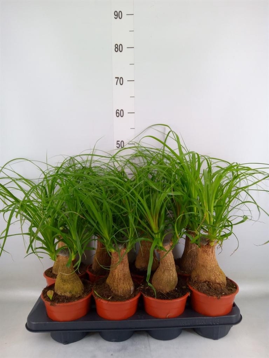 <h4>Beaucarnea recurvata</h4>