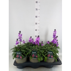 Erysimum linifolium