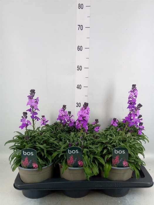<h4>Erysimum linifolium</h4>