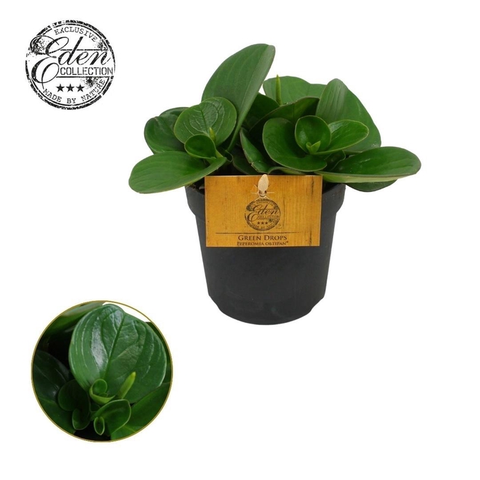 <h4>Peperomia Obtipan Groen 10,5cm</h4>