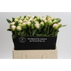 Paeonia Princess Bride