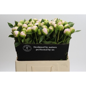 Paeonia Princess Bride