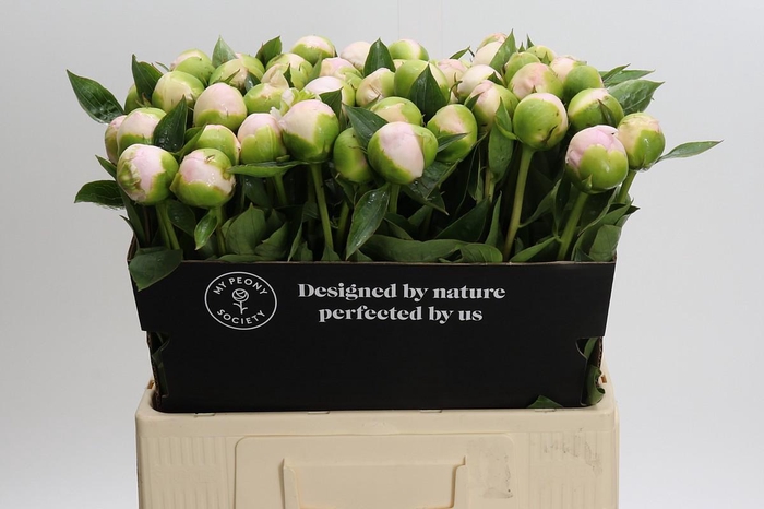 <h4>Paeonia Princess Bride</h4>