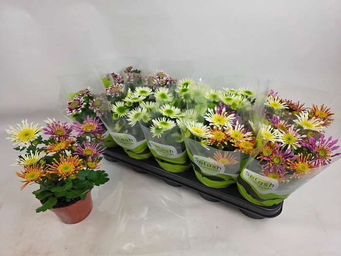 <h4>CHRYS SPLASH GEM</h4>