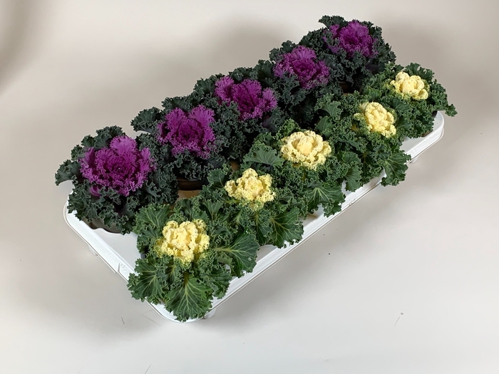 <h4>Brassica curly mix 10,5cm</h4>