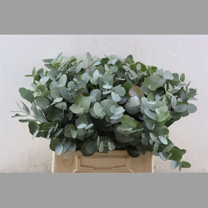 Euca Cinerea 45 Cm P Stem
