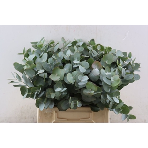 Euca Cinerea 45 Cm P Stem S A
