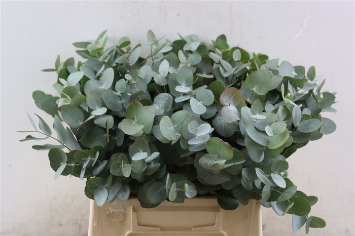 <h4>Euca Cinerea 45 Cm P Stem S A</h4>