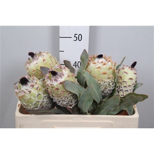 Protea Barbigera Ice Queen