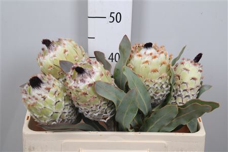 <h4>Protea Barbigera Ice Queen</h4>
