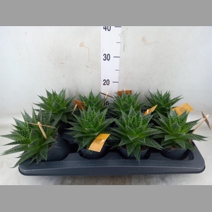 xGasteraloe  'Aurora'