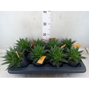 xGasteraloe  'Aurora'