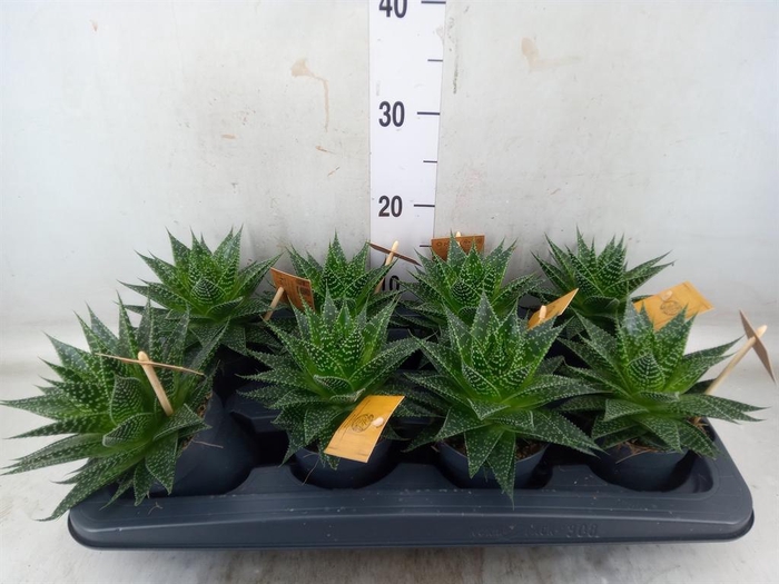 <h4>xGasteraloe  'Aurora'</h4>