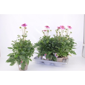 DAHL D M STARBU PINK