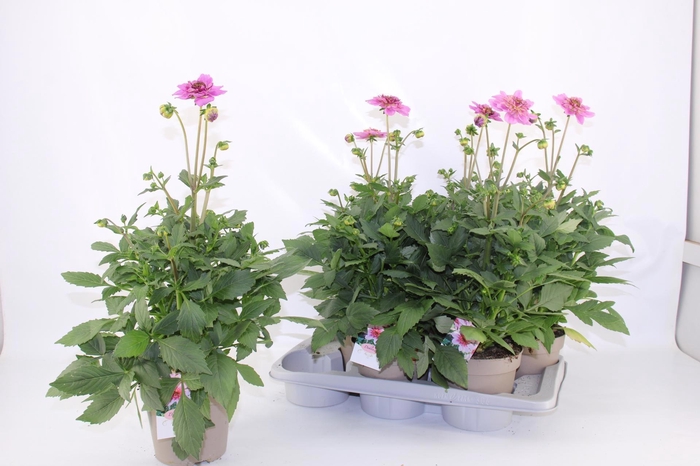 <h4>DAHL D M STARBU PINK</h4>