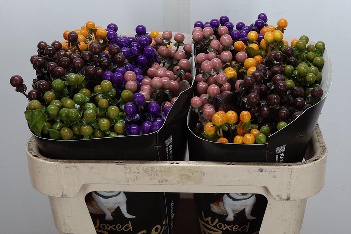 <h4>Hypericum Wx Mixed</h4>