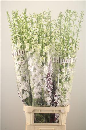 <h4>Delph El Dewi Impressive White</h4>