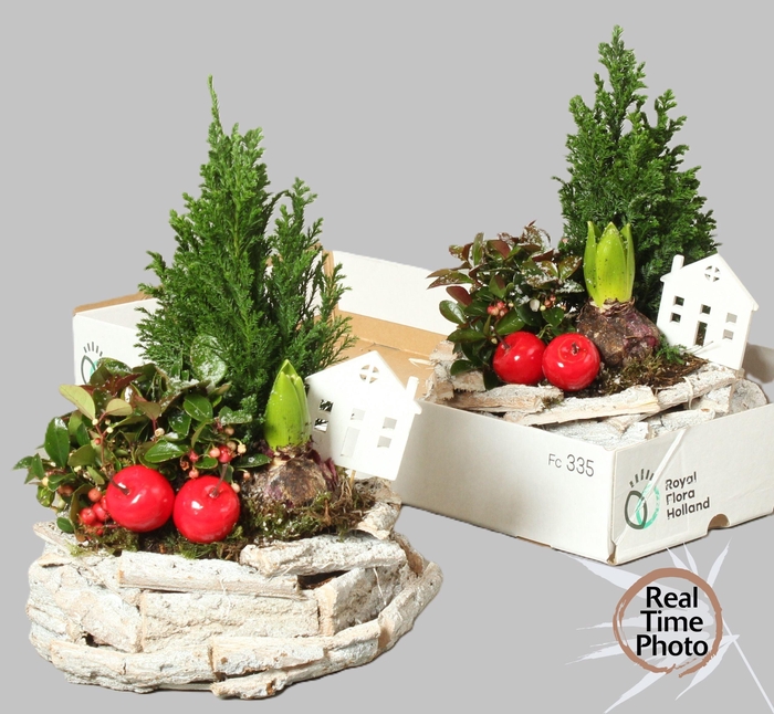 <h4>ARR TUINPLANTEN</h4>