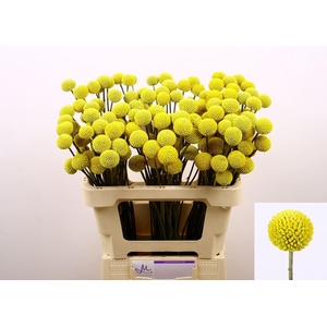 CRASPEDIA PAINTBALL POP