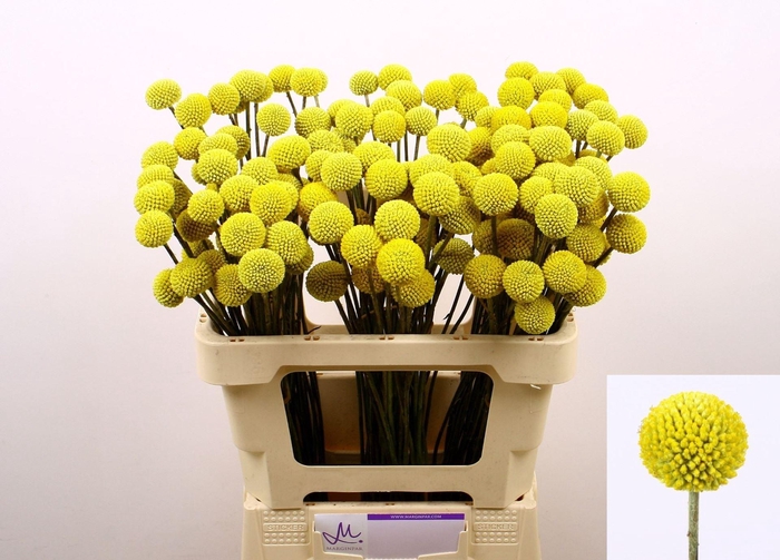 <h4>CRASPEDIA PAINTBALL POP</h4>