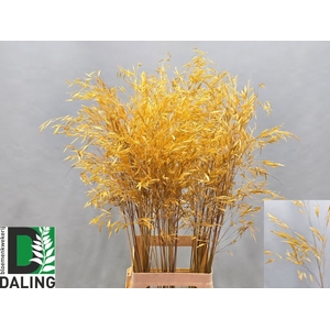 STIPA GIGANTEA