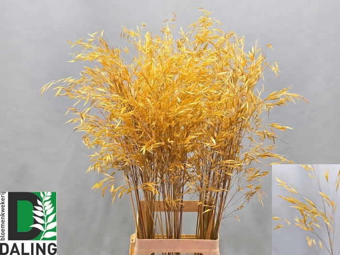<h4>STIPA GIGANTEA</h4>
