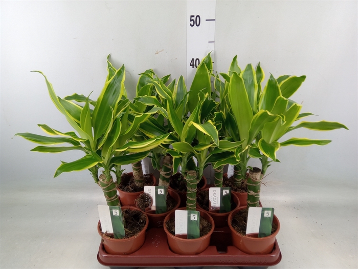 <h4>Dracaena frag. 'Yellow Coast'</h4>