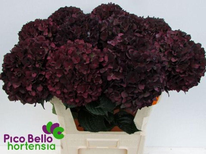 <h4>Hydrangea mag ruby red classic purple</h4>
