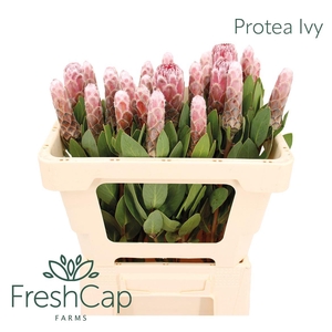 Protea Ivy