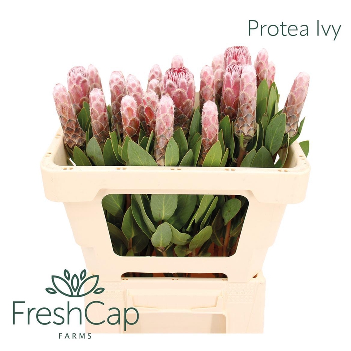 <h4>Protea Ivy</h4>